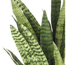 Close-up van een Sansevieria plant met groen gemarmerde bladeren