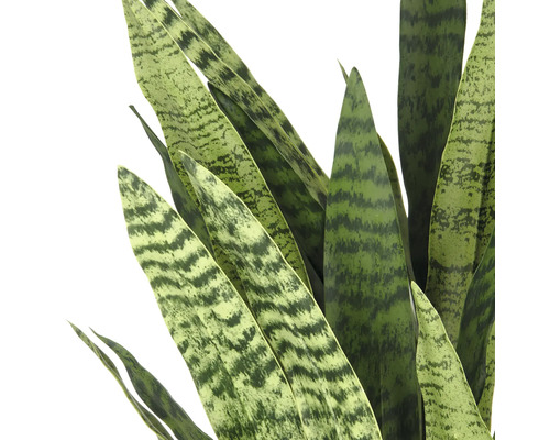 Close-up van een Sansevieria plant met groen gemarmerde bladeren
