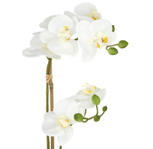 Decoratieve witte orchidee met meerdere bloemen