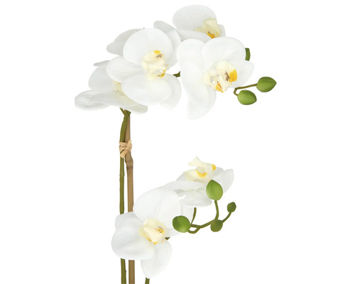 Decoratieve witte orchidee met meerdere bloemen