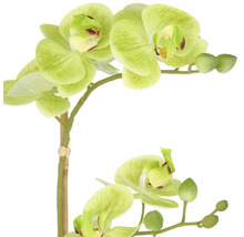 Kunstmatige orchidee met groene bloemen en knoppen