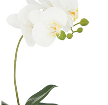 Kunstmatige witte orchidee met bladeren en bloemknoppen