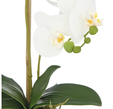 Decoratieve orchidee met witte bloemen en groene bladeren.