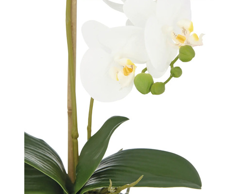 Decoratieve orchidee met witte bloemen en groene bladeren.