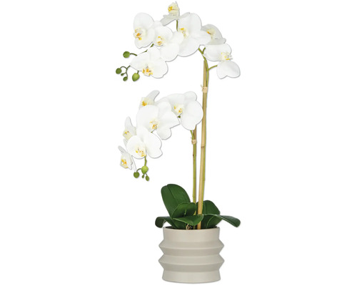 Decoratieve orchidee in pot