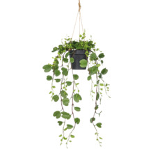 Hangplant met groene bladeren in een pot met ophangsysteem