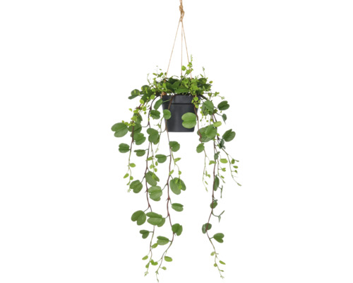 Hangplant met groene bladeren in een pot met ophangsysteem