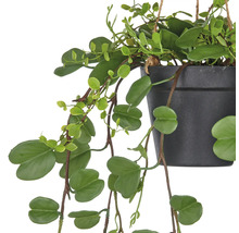 Hangplant met groene bladeren in pot