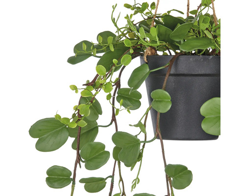 Hangplant met groene bladeren in pot