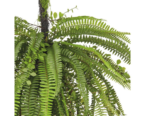 Hangplant met varenbladeren voor binnenshuis