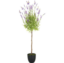 Lavendelboom in pot als decoratie