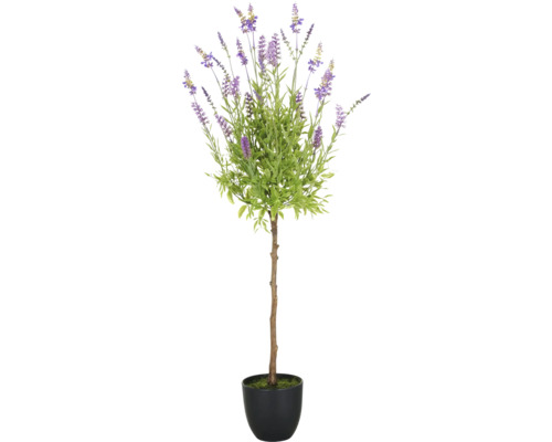 Lavendelboom in pot als decoratie