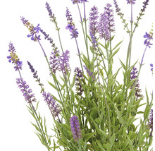 Lavendelbloemen met groene stelen