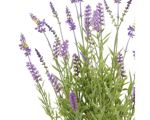 Lavendelbloemen met groene stelen