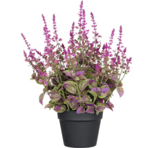 Decoratieve perkplant in een zwarte plantenbak