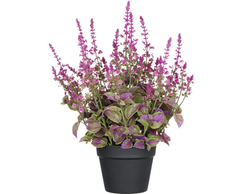 Decoratieve perkplant in een zwarte plantenbak