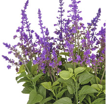 Decoratieve salieplant met paarse bloemen en groene bladeren.