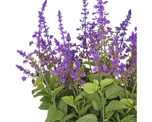 Decoratieve salieplant met paarse bloemen en groene bladeren.