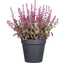 Siernetel plant in pot met paarse bloemen