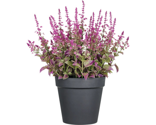 Siernetel plant in pot met paarse bloemen
