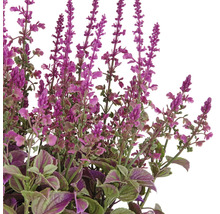 Decoratieve kunstplant met lila bloemen en groene bladeren.