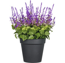 Salie in pot