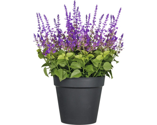 Salie in pot