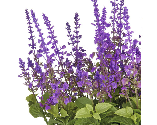 Kunstlavendel met groene bladeren