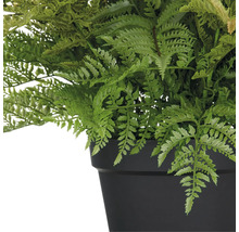 Kunstplant varen in zwarte pot