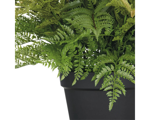 Kunstplant varen in zwarte pot