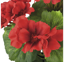 Close-up van rode geraniumbloemen met groene bladeren.