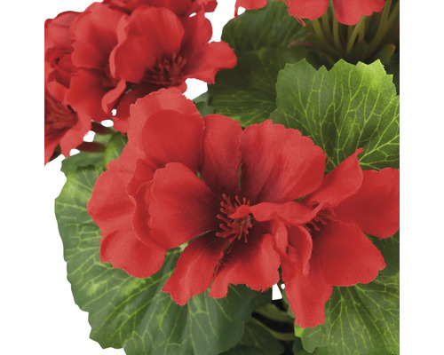 Close-up van rode geraniumbloemen met groene bladeren.