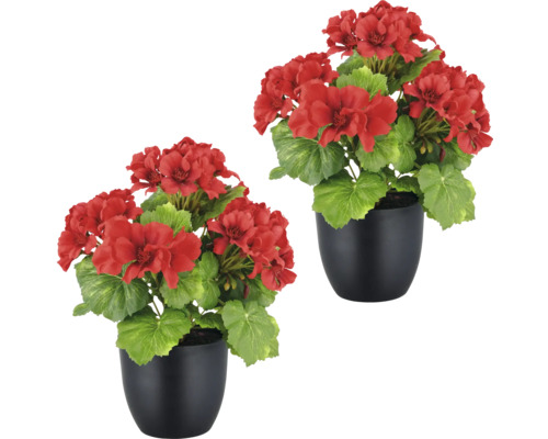 Twee rode geraniums in zwarte potten