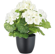 Kunstmatige geranium in een zwarte pot