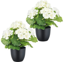 Twee witte geraniums in zwarte potten