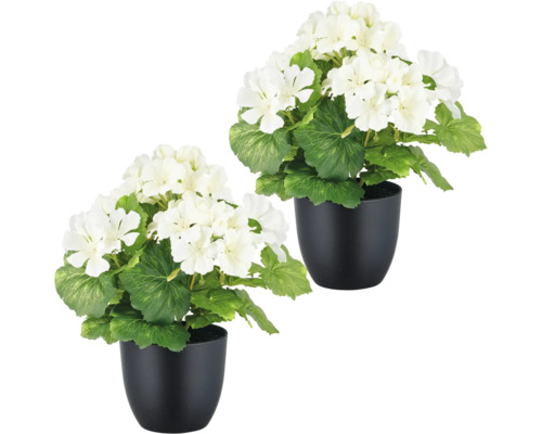 Twee witte geraniums in zwarte potten