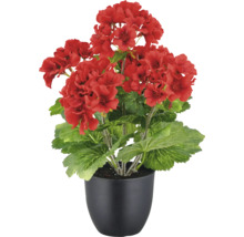Geranium in pot