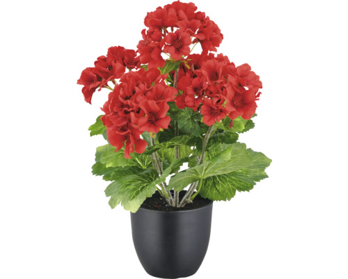 Geranium in pot