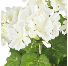 Close-up van een witte geranium met groene bladeren.