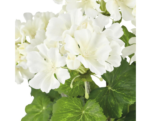 Close-up van een witte geranium met groene bladeren.