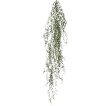 Hangende Tillandsia als decoratie voor binnen