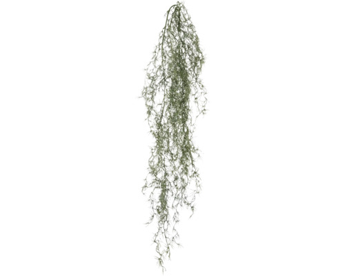 Hangende Tillandsia als decoratie voor binnen