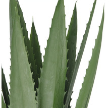 Close-up van een Aloë Vera plant