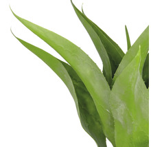 Aloë Vera plant met groene bladeren