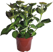 Hortensia in een pot