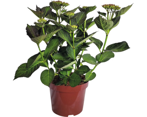 Hortensia in een pot