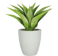 Decoratieve agave in een pot
