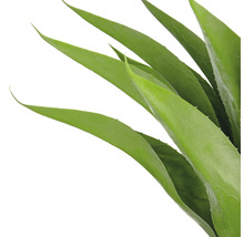 Close-up van een Aloë Vera plant met groene bladeren