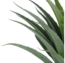 Aloë vera plant met lange bladeren