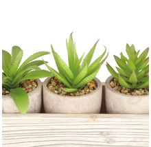 Drie vetplanten in potten op een houten dienblad